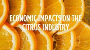 citrus- industry-economic-contributions-2024